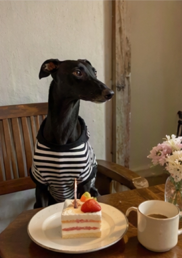 Dog cafe vlog, one-click assembly · Reference image · img 046