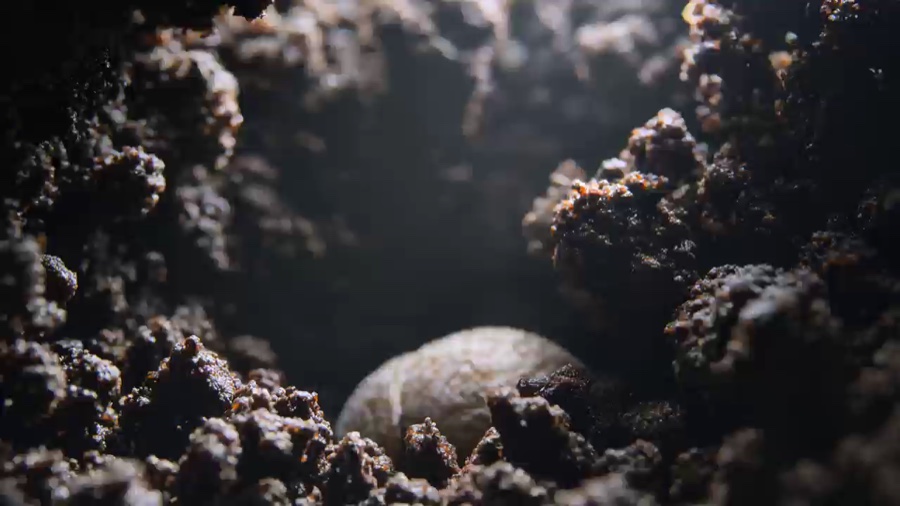 Bee pollination macro, +5s extend · Base video · video1